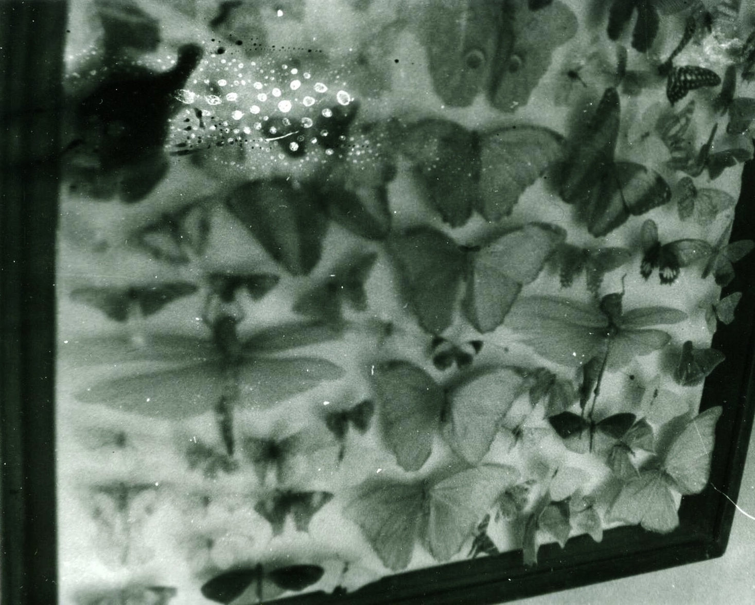black and white framed science project of dead pinned winged insections